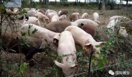 印尼猪瘟最新爆料图,揭秘病毒扩散与防控措施